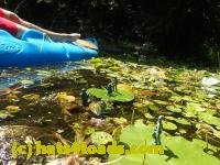 /home//u458753944/public_html/sourcegallery//////////////////////////////Frogs/Bullfrogs 2016-08 Ontario/P8081387.JPG
